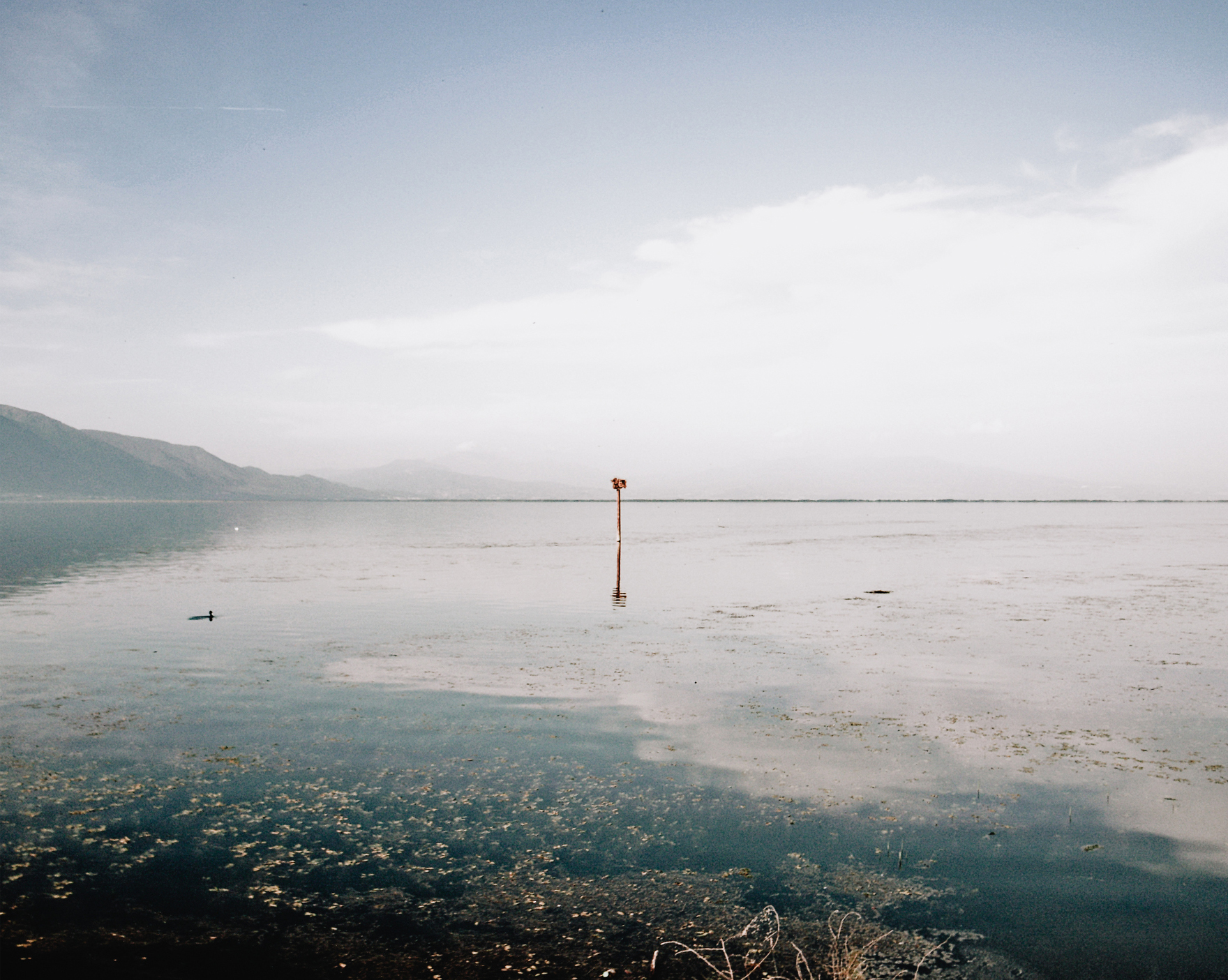 Fund a Stereosis photography project or scholarship